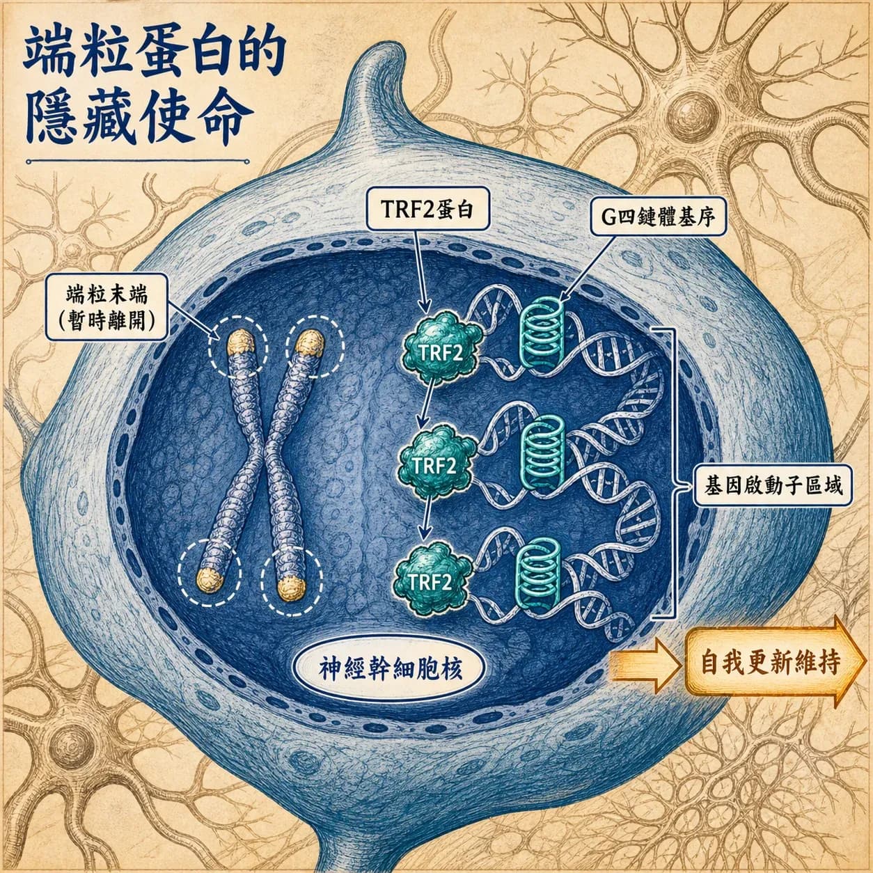50 歲後記性變差怎麼辦？科學家發現大腦「停止老化」的關鍵分子