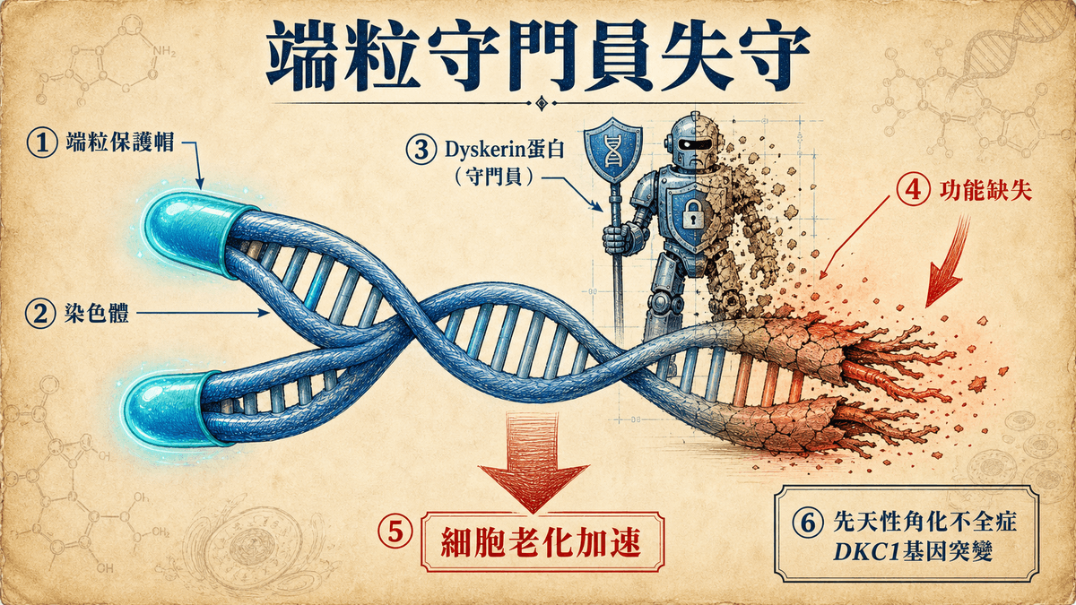什麼是端粒?端粒科學完整介紹 | 中華端粒學會